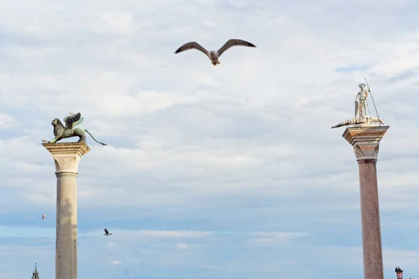 Latające Mewa między Saint Mark i Saint Theodore Column w Wenecji, Włochy. — Zdjęcie stockowe