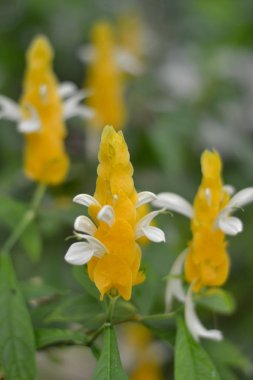 Tropikal sarı çiçekler, bokeh