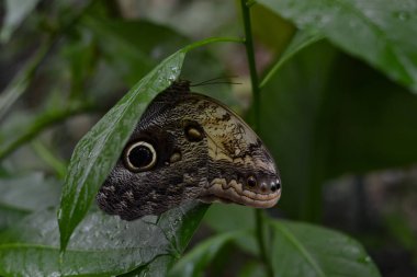 Benalmdena Mariposario, Mlaga, hayat anda rengini tam bir yer, kelebekler