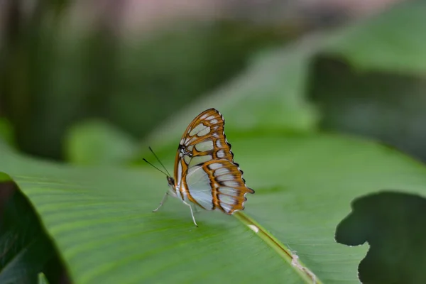 Farfalle Benalmdena Mariposario Mlaga Luogo Pieno Vita Colore — Foto Stock