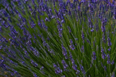 Lavanta alanları, ayrıntı, Brihuega, Guadalajara