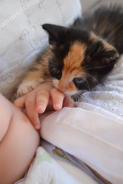 Yavru Kedi Oynayan Bebek — Stok fotoğraf