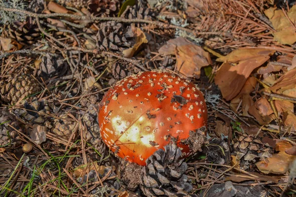 Herbstfeld Vergiftete Amanita — Stockfoto