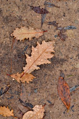 Kat, Sonbahar zaman yaprakları