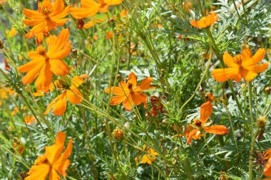 Güzel papatya çiçeği, arka plan turuncu çiçekler, doğa resmi