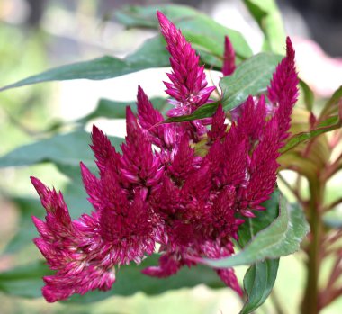 Çiçekler çok güzel arka plan, kırmızı renk çiçek horoz kafası gibi vahşi doğa resmi