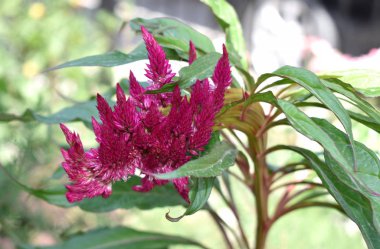 Çiçekler çok güzel arka plan, kırmızı renk çiçek horoz kafası gibi vahşi doğa resmi