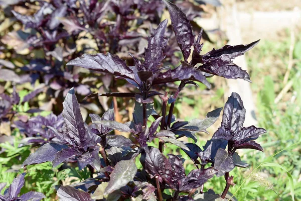 Fresh Bush basil purple in the garden close up