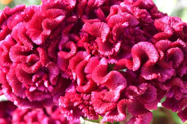 Красиві Квіти Фон Колір Пурпурової Голови Квітки Дика Природа Картина — стокове фото