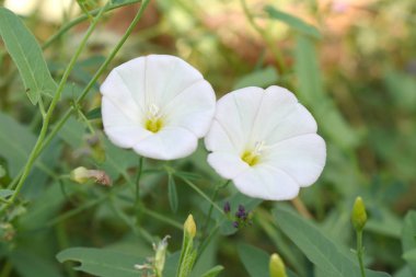 Güzel beyaz çiçek, bitki arka plan, doğa resmi