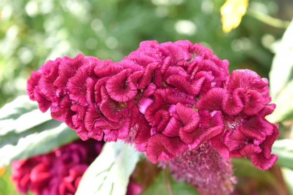 Fundo Flores Bonitas Cor Magenta Flor Galo Cabeça Como Natureza — Fotografia de Stock