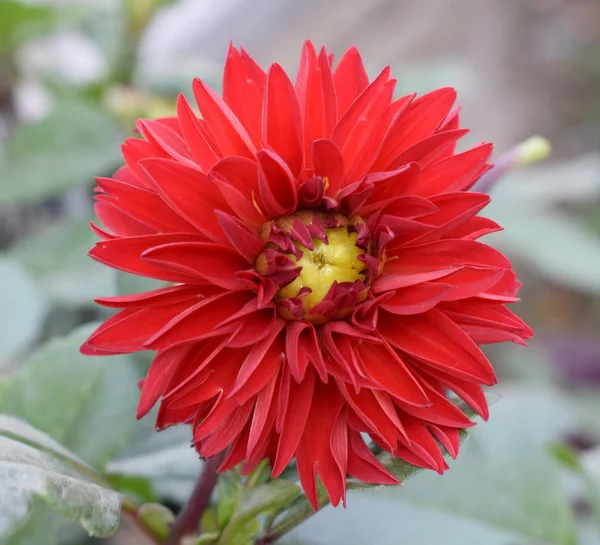 Fondo Flores Manzanilla Roja Hermosa Naturaleza — Foto de Stock