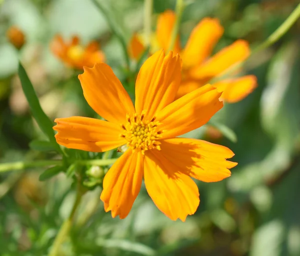 Όμορφη Χαμομήλι Λουλούδι Κίτρινα Λουλούδια Φόντο Εικόνα Της Άγριας Φύσης — Φωτογραφία Αρχείου