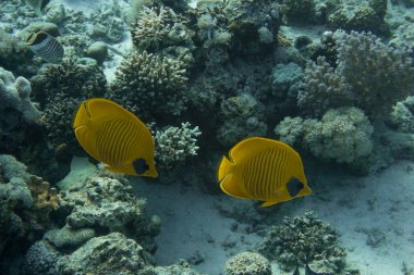 Harika okul, Bunte Korallenriffe im Roten Meer. Wir starteten unsere Tauchsafari in Marsa Alam.