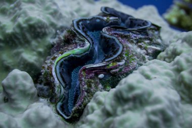 Harika okul, Bunte Korallenriffe im Roten Meer. Wir starteten unsere Tauchsafari in Marsa Alam.