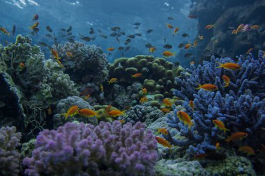 Wundervolle Korallenbaenke am Roten Meer. Mit zahlreichen Fischschwrme. 