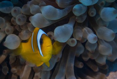 1-woechige Tauchsafari am Roten Meer, Marsa Alam in Aegypten. Hier haben wir wunderschoene Aufnahmen von Anemonenfischen machen knnen. 