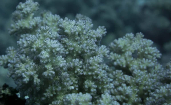 Wunderschoene Bunte Korallenriffe Roten Meer Wir Starteten Unsere Tauchsafari Marsa — Photo