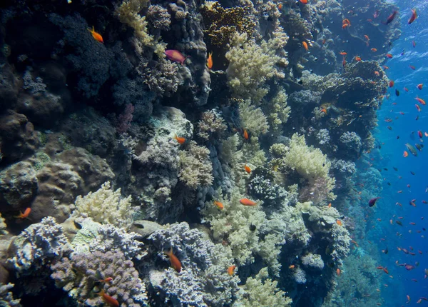 Wunderschoene Bunte Korallenriffe Roten Meer Wir Starteten Unsere Tauchsafari Marsa — Stock Photo, Image