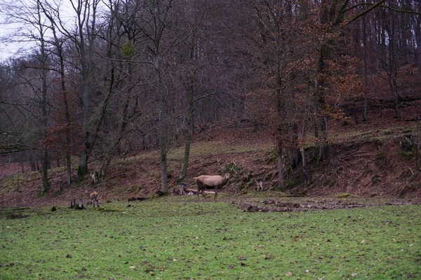 Wunderschoene Verschiedene Blickwinkel Dans Heimat Spessart — Photo