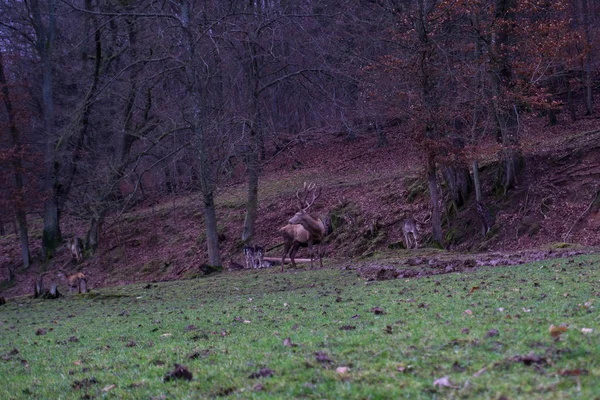 Wunderschoene Verschiedene Blickwinkel Dans Heimat Spessart — Photo