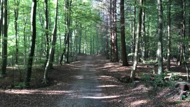 Jyderup 附近的丹麦森林的道路 Holbk — 图库视频影像