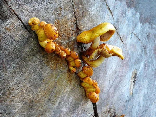 Pholiota Aurivella Mushrooms Stump — Stock Photo, Image