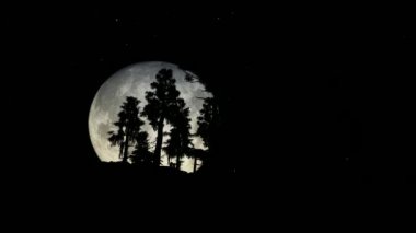 Büyük Dolunay ile Gece Orman