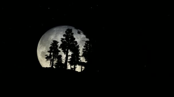 Bosque Noche Con Luna Llena Grande — Vídeo de stock