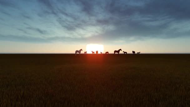 Horses Graze Meadows — Stock Video