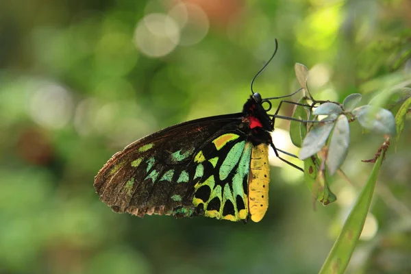 Farfalla Aviaria Tropicale Cairns — Foto Stock