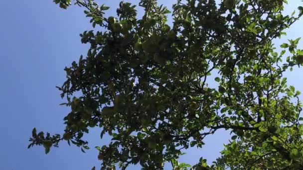 Повісьте Фрукти Плоди Гілка Яблуні Зеленими Жовтими Яблуками Нижній Постріл — стокове відео