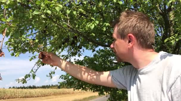 Weiße Männer Sammeln Ernte Von Dunkelschwarzen Kirschpflaumenfrüchten Von Wachsenden Zweig — Stockvideo