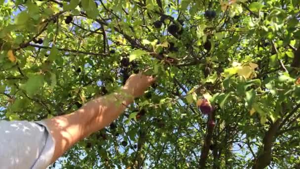 人が集まる熟したダーク チェリー紅梅の手で緑の木から果物し 晴れた日に庭で枝の陰の下で果実をかみ砕く — ストック動画