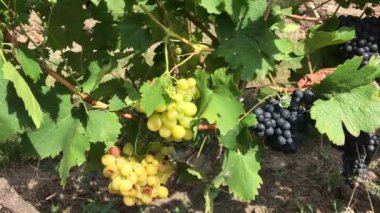 Olgun çilek üzüm bağı grupta büyüyen ile beyaz ve koyu mor asma üzüm demet, güneşli günde yakışıklı üzüm bush ile yeşil yaprakları