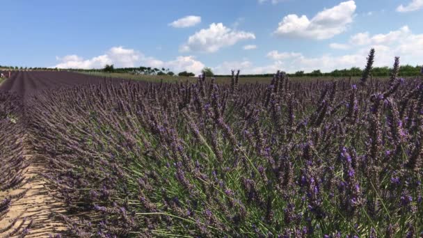 Abelhas Voadoras Coletam Néctar Floração Roxo Jardim Lavanda Fileiras Pessoas — Vídeo de Stock