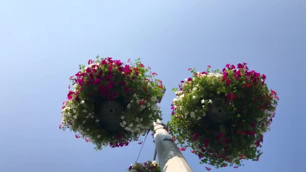城市绿化 开花的白色 粉红色和红色的矮牵牛花在风挂在城市股票与灯笼作为城市股票 生态城市的装饰元素 — 图库视频影像