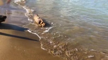 Barış içinde köpük dalgalar deniz taş deniz kıyısı ve eski ışın yakınındaki eski ahşap üzerinde kahverengi kum plaj gün boyunca drift. Deniz ve su üzerinde rulo yakın ahşap seyir defteri, farklı taraftan kaç çekim float