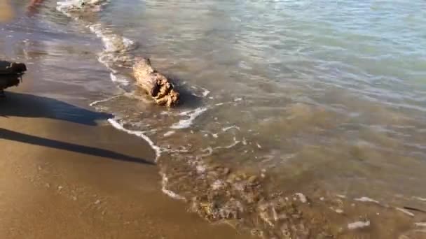 Pace Deriva Legno Vecchio Schiuma Onde Mare Vicino Spiaggia Pietra — Video Stock