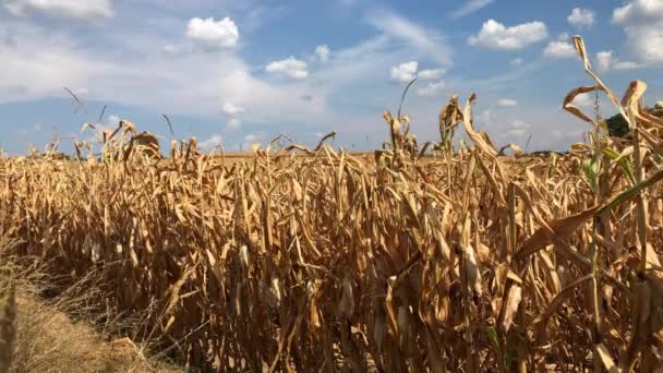 Drouth Agriculture Global Warming Impact Dry Field Golden Hogging Corn — Vídeo de stock