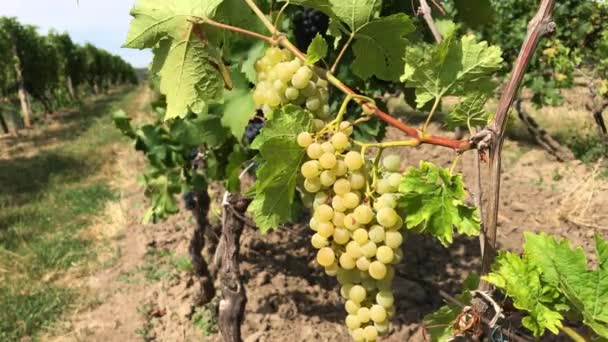 Biały Dojrzałe Winogrona Przystojny Bukiety Wobec Busha Ciemne Winogrono Fioletowy — Wideo stockowe