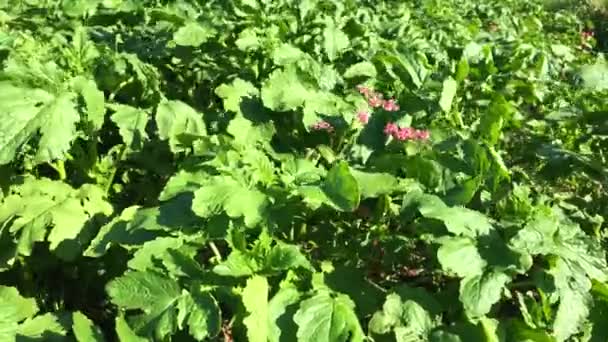 Succession Planting Catch Crop Field Windy Sunny Day Flowering Buckwheat — Stock Video