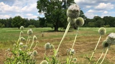 Beyaz echinops veya küre thistle çiçekli ağaç ve orman bulutlar ile mavi gökyüzü altında arka planda yeşil çayır üzerinde. Burr çiçek ve uçan böcekler, yavaş çekimde hareket. Güneşli bir gün, büyük dikenli burr
