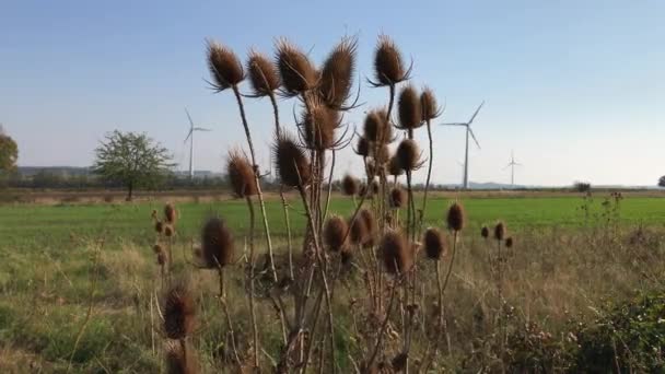 Dipsacus Spinoso Secco Teasel Vicino Turbine Eoliche Con Pale Rotanti — Video Stock