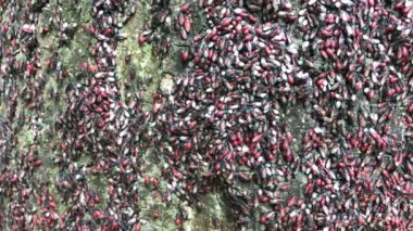 Kırmızı ve siyah Firebug'ı veya Pyrrhocoris apterus perileri kabuk üzerinde sürünen bir sürü. Genç böcekler ağaç üzerinde asker. Pyrrhocoridae böcek, larva instars kolonisi. Hemiptera grup gösteren toplama davranışı