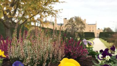 Sonbahar rüzgarlı gün, Çekya Lednice castle civarındaki çiçekli bahçe. Park Lednice-Valtice kültürel peyzaj, South Moravia, Çek Cumhuriyeti sonbaharda çiçeklenme. Heather ve heartsease ön, arka plan sarayda çiçekli