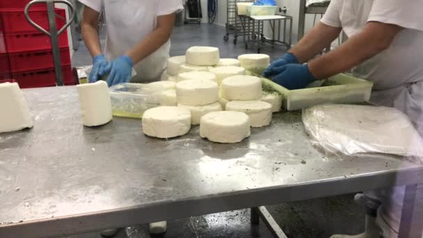奶酪制造商制作奶酪 并在乳品厂用香料卷 工人的手用凝乳做产品 农场中的奶酪制作过程 手动奶酪成型和包裹 女人形成奶酪 男人面包屑的味道 — 图库视频影像