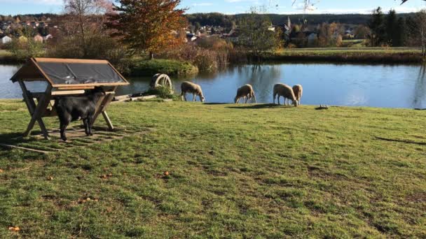 黑山羊和白羊在秋日阳光明媚的日子里 在湖边的草地上吃草 村屋以乡村房屋为背景 角山羊看着空的饲料槽 奶牛场 农业中的羊群和牧群 — 图库视频影像