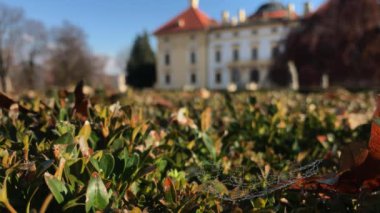 Çiğ spiderweb yeşil şimşir bush yaprakları ile Austerlitz kale üzerinde arka plan olarak güneşli sonbahar sabah bırakır. Slavkov u Brna palace park rüzgarsız günde, bürümcük üzerinde dewdrops. Sonbahar Moravia, Çek Cumhuriyeti