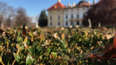 Dewdrops spiderweb yeşil şimşir Bush ve güneşli sonbahar günü Austerlitz kalede. Derin ve sığ odaklanmaya Slavkov u Brna Palace çiğ gossamer üzerinde bırakır. Sonbahar park Moravia, Çek Cumhuriyeti